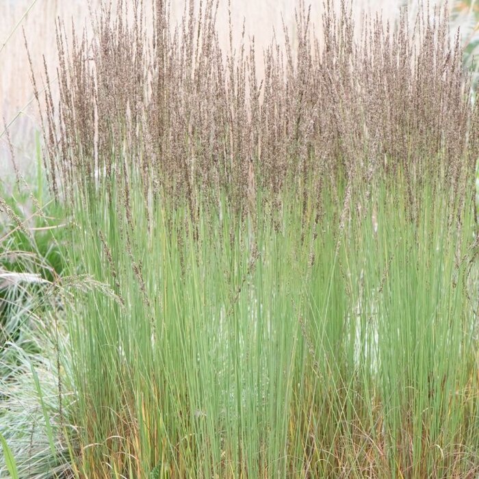 Pijpestrootje - Molinia caerulea 'Moorhexe'