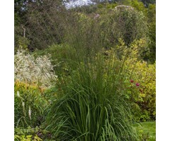 Pijpestrootje - Molinia caerulea 'Transparent'