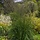 Pijpestrootje - Molinia caerulea 'Transparent'