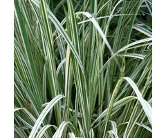 Pijpestrootje - Molinia caerulea 'Variegata'