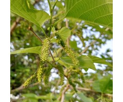 Witte moerbei  - Morus alba 'Fruitless'