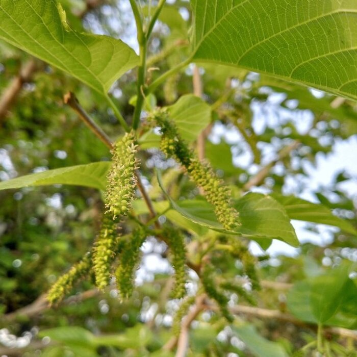 Witte moerbei  - Morus alba 'Fruitless'