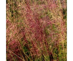 Muhlenbergia - Muhlenbergia capillaris