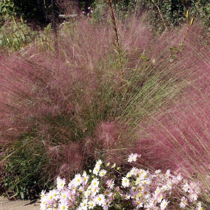 Muhlenbergia - Muhlenbergia capillaris