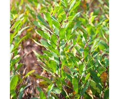 Wilde gagel - Myrica gale