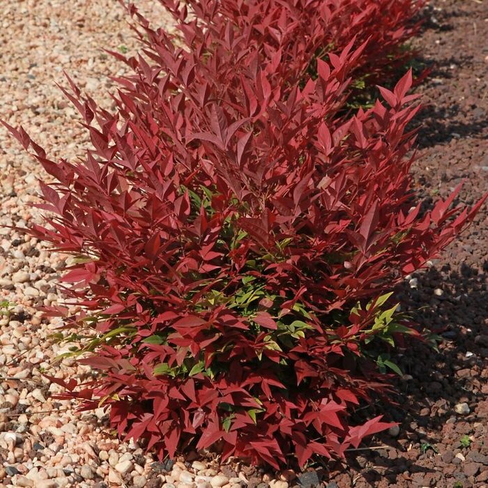 Hemelse bamboe (Nandina domestica 'Obsessed' )