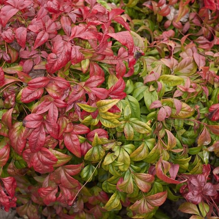 Hemelse bamboe (Nandina domestica 'Blush Pink')