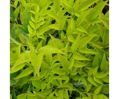 Hemelse bamboe - Nandina domestica 'Magical Lemon & Lime'