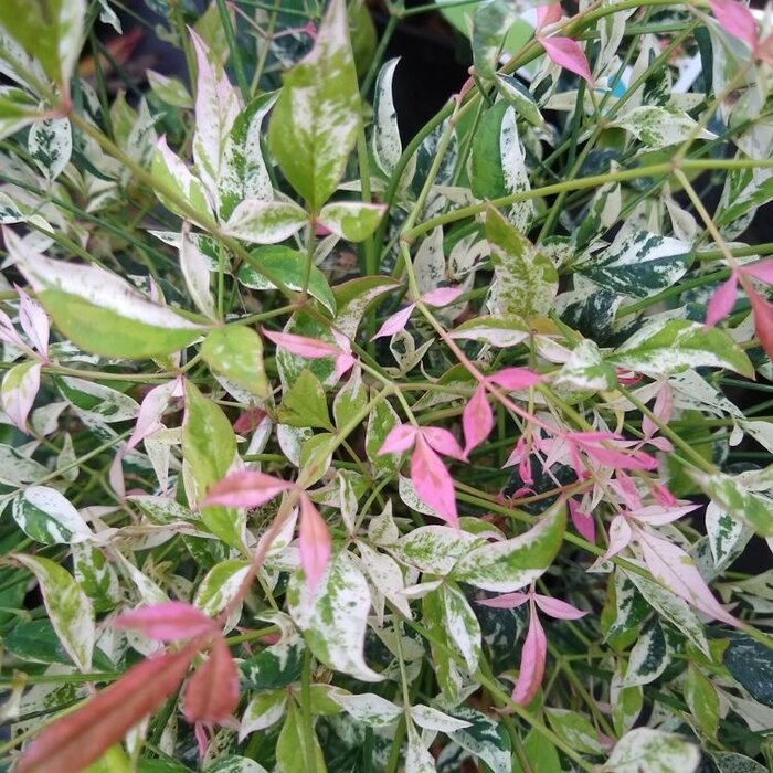 Hemelse bamboe (Nandina domestica 'Twilight' )