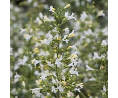 Kattekruid - Nepeta faassenii 'Snowflake'