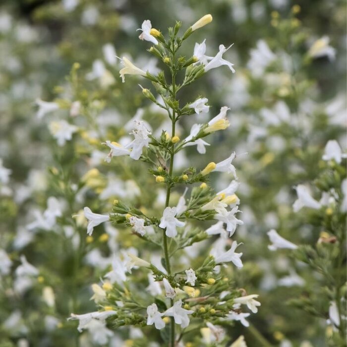 Kattekruid - Nepeta faassenii 'Snowflake'