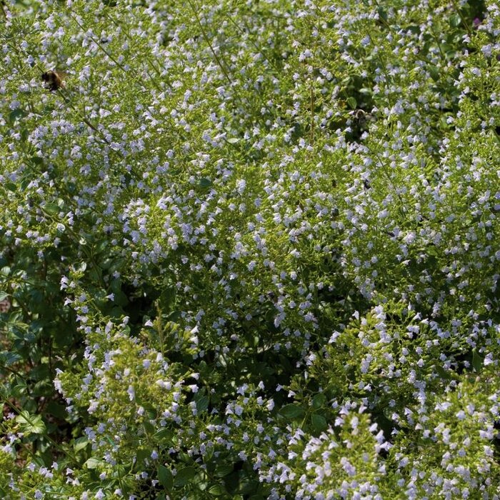 Kattekruid - Nepeta faassenii 'Snowflake'
