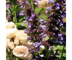 Kattekruid - Nepeta Kubanica