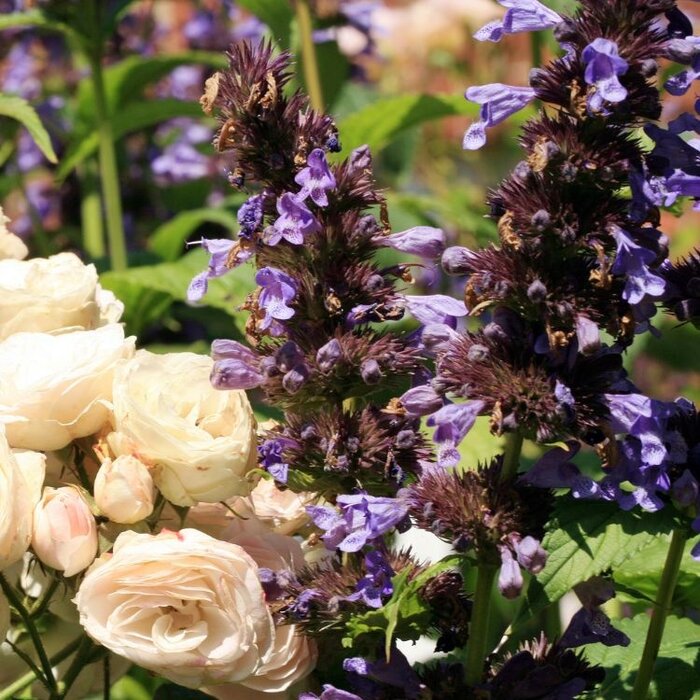 Kattekruid - Nepeta Kubanica