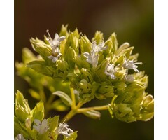 Marjolein - Origanum vulgare 'Aureum'