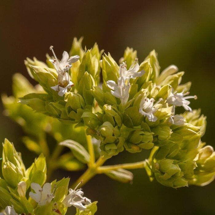 Marjolein - Origanum vulgare 'Aureum'