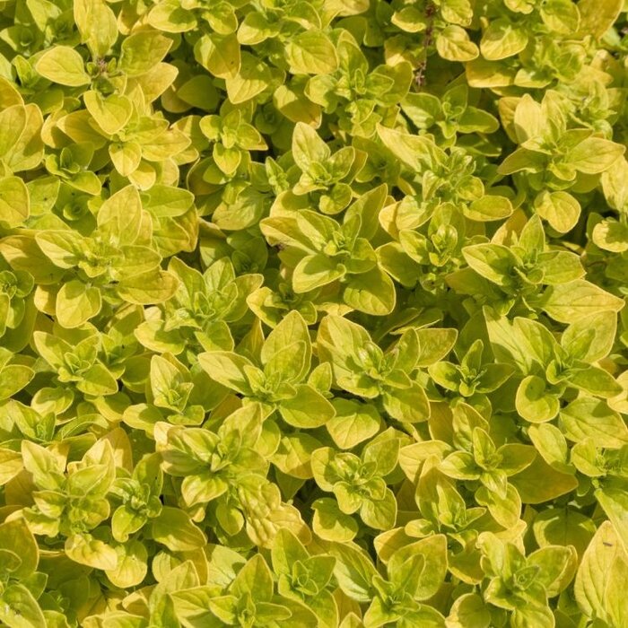 Marjolein - Origanum vulgare 'Aureum'