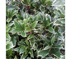 Schijnhulst - Osmanthus heterophyllus 'Variegatus'