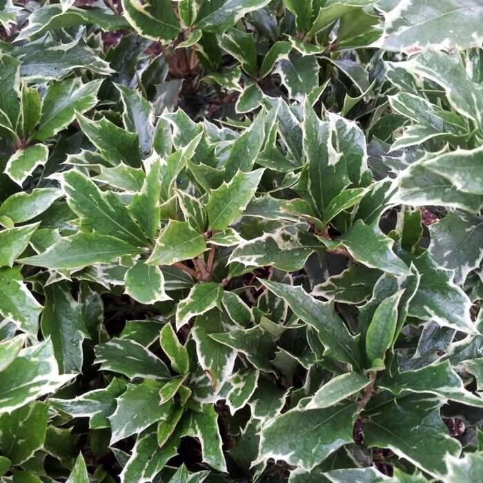 Schijnhulst (Osmanthus heterophyllus 'Variegatus')