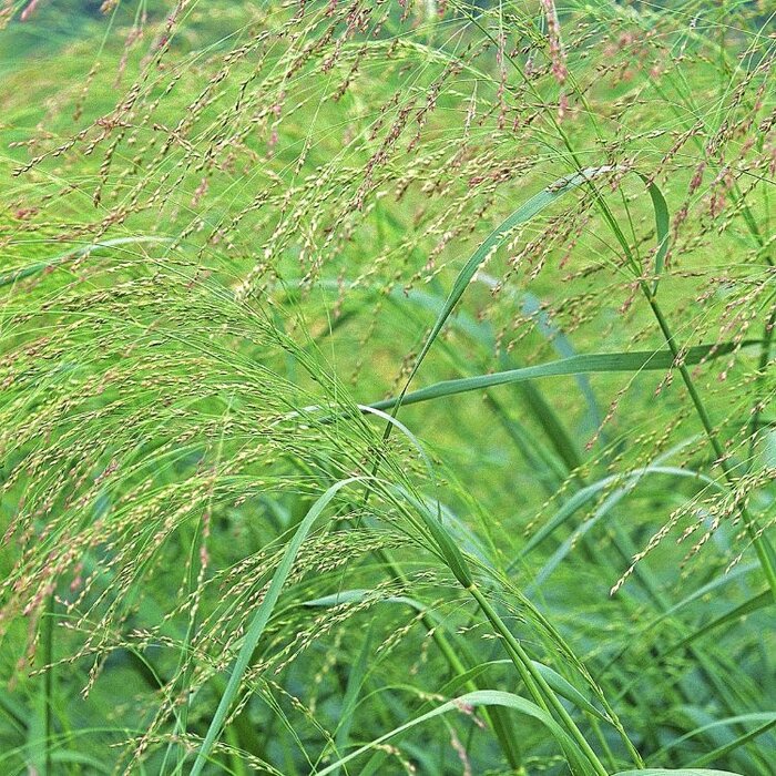 Vingergras - Panicum virgatum 'Northwind'
