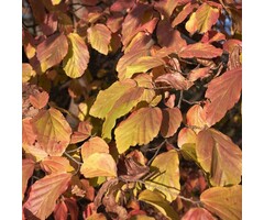 Leivorm Parrotia - Parrotia persica 'Bella' leiboom