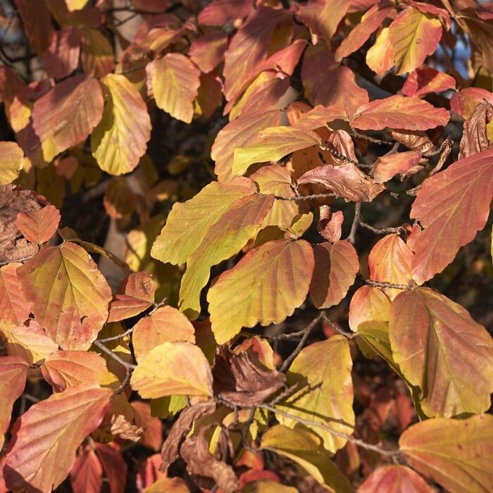 Lei-Parrotia - Parrotia persica 'Bella' leiboom