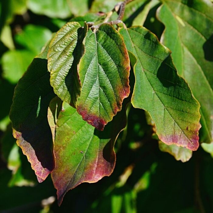 Perzisch IJzerhout - Parrotia persica 'Bella' meerstammig