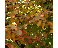 Perzisch ijzerhout - Parrotia persica 'Jodrell Bank'