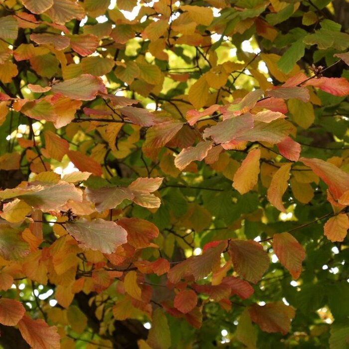 Perzisch ijzerhout - Parrotia persica 'Jodrell Bank'