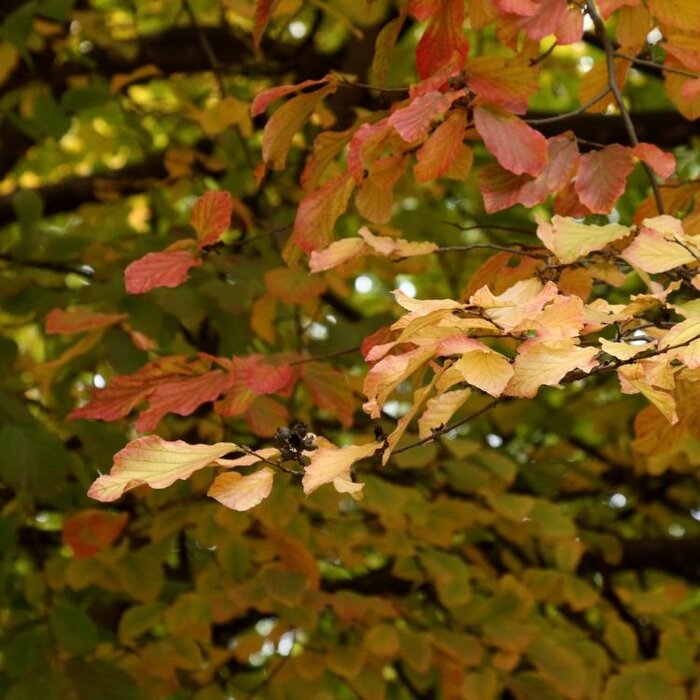 Perzisch IJzerhout - Parrotia persica Persian Spire meerstammig