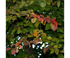Meerstammige Perzisch IJzerhout - Parrotia persica 'Vanessa' meerstammig
