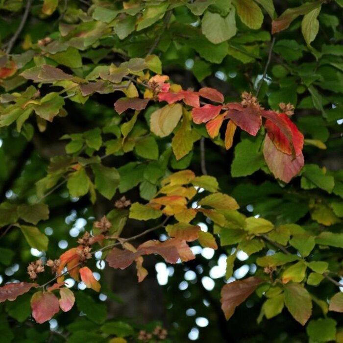 Perzisch IJzerhout - Parrotia persica 'Vanessa' meerstammig