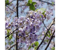 Meerstammige Anna Paulownaboom - Paulownia fortunei Fast Blue meerstammig