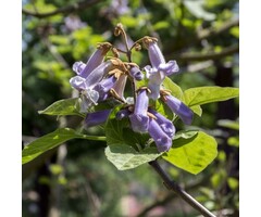 Anna Paulownaboom - Paulownia tomentosa