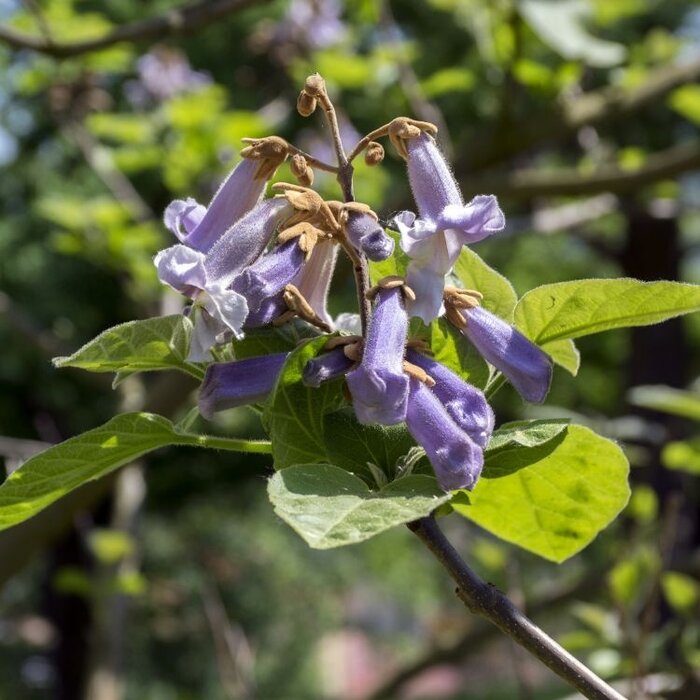 Anna Paulownaboom - Paulownia tomentosa