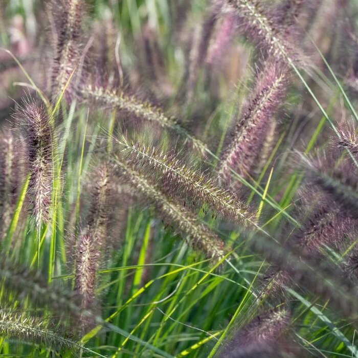 Lampenpoetsersgras - Pennisetum alopecuroides 'Red Head'
