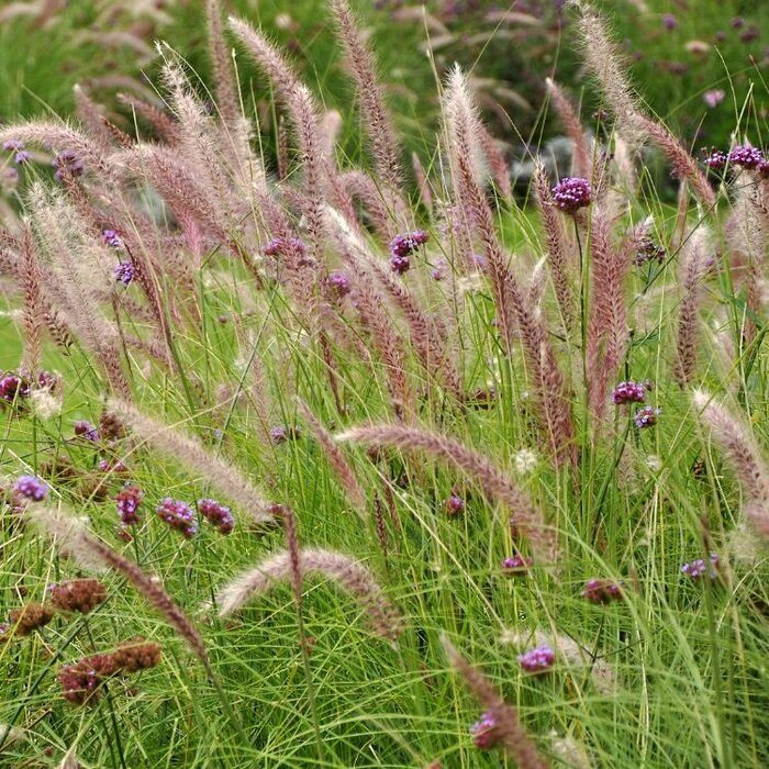 Lampenpoetsersgras - Pennisetum 'Karley Rose'