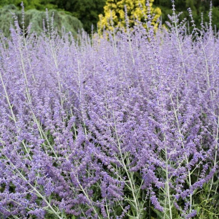 Reuzenlavendel - Perovskia atriplicifolia 'Feathery Blue'