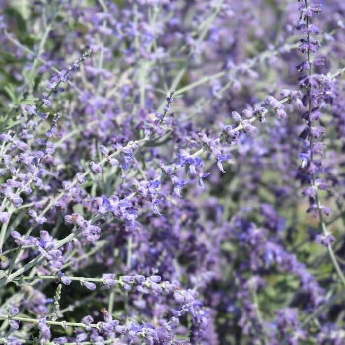 Reuzenlavendel (Perovskia atriplicifolia 'Lacey Blue')