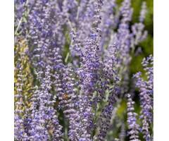Perovskia atriplicifolia 'Prime Time' - Reuzenlavendel