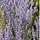 Reuzenlavendel - Perovskia atriplicifolia 'Prime Time'