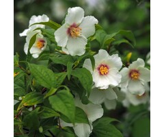 Boerenjasmijn - Philadelphus 'Belle Etoile'