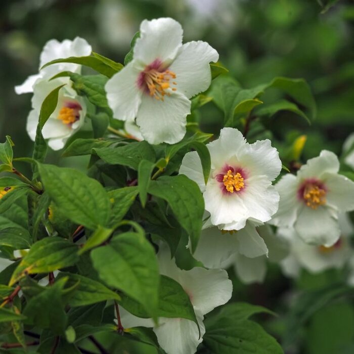 Boerenjasmijn (Philadelphus 'Belle Etoile')