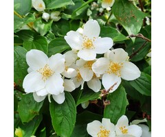 Boerenjasmijn - Philadelphus 'Dame Blanche'