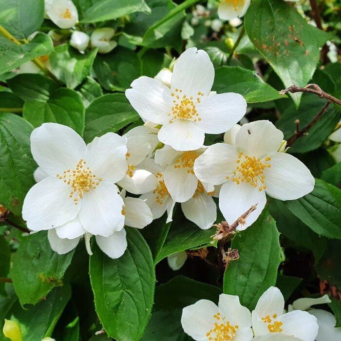 Boerenjasmijn (Philadelphus 'Dame Blanche')
