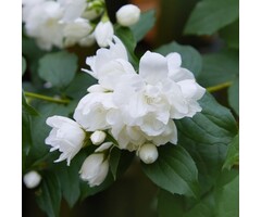 Boerenjasmijn - Philadelphus 'Snowbelle'