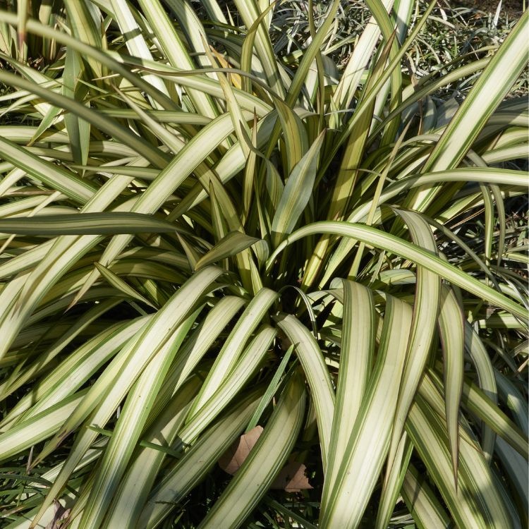 Nieuw-Zeelands vlas (Phormium tenax 'Variegatum')
