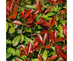Glansmispel - Photinia fraseri 'Carré Rouge'