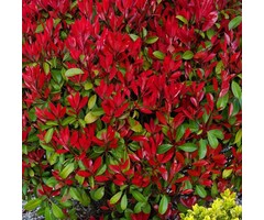 Glansmispel - Photinia fraseri 'Little Red Robin'