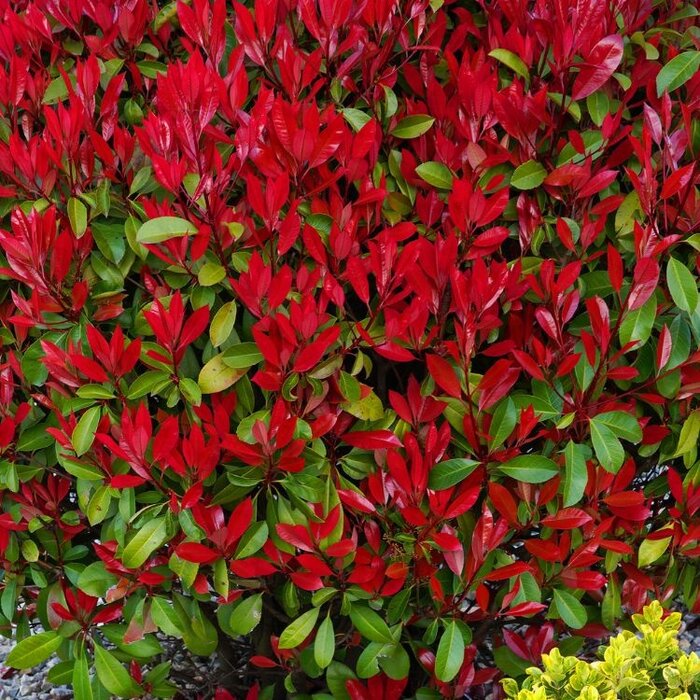 Glansmispel (Photinia fraseri 'Little Red Robin')